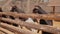 Goats in the aviary on the farm, goats look from behind the fence into the camera, a goat on a modern farm