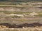 Goats in Badlands National Park