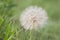 Goats beard flower