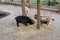 Goats behind the fence at the zoo