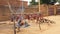 Goats being grilled in the streets of Niamey, Niger