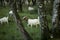 Goats in birch tree forest grassland meadow