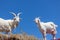 Goats with a Blue Sky