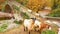 Goats on the bridge in Vrosina village in Ioannina Greece