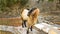 Goats on the bridge in Vrosina village in Ioannina Greece