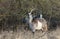 Goats Capra aegagrus hircus grazing at the edge of a wooded area.