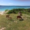 Goats Caribbean sea weeds bush