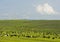 Goats and cattle grazing in the Mongolian steppe