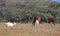 GOATS AND CATTLE NEXT TO THE ROAD IN BOTSWANA