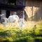 Goats chewing a grass on a farmyard