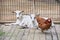 Goats and chicken in cage for pets