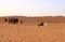 Goats and chickens fence under desert dunes wahiba sands in Oman