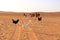 Goats and chickens fence under desert dunes wahiba sands in Oman