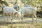 Goats in China\'s rural areas