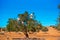 Goats climbed a tree and eat leaves, Essaouira, Souss-Massa-Draa region, Marocco