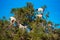 Goats climbed a tree and eat leaves, Essaouira, Souss-Massa-Draa region, Marocco