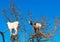 Goats climbed a tree and eat leaves, Essaouira, Souss-Massa-Draa region, Marocco