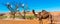 Goats climbed a tree and eat leaves, Essaouira, Souss-Massa-Draa region, Marocco