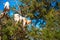 Goats climbed a tree and eat leaves, Essaouira, Souss-Massa-Draa region, Marocco. With selective focus