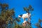 Goats climbed a tree and eat leaves, Essaouira, Souss-Massa-Draa region, Marocco. With selective focus