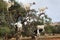 Goats climbing in argan tree