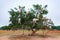 Goats Climbing an Argan Tree along the Road to Essaouira Morocco to Marrakesh