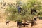 Goats climbing an argan tree to eat the argan nuts
