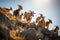 Goats Conquering Majestic Swiss Alps: Curiosity and Determination on Display