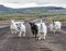 Goats country road Iceland