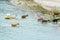 Goats crossing the river in albanian city Berat