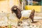 Goats Curacao Views