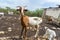 Goats Curacao Views