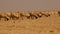 Goats in the Desert Rajasthan India