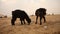 Goats at Desert Rajasthan India