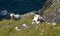 Goats in Dingle Peninsula, Ireland.