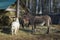 Goats and a donkey eating hay. A large pile of hay for livestock.