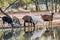 Goats drinking at waterhole