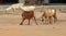 GOATS ON THE DUST ROADS OF A SMALL TOWN IN NAMIBIA