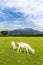 Goats eat grass in a farm near Aso mountain in Kumamoto, Japan
