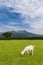 Goats eat grass in a farm near Aso mountain in Kumamoto, Japan