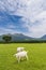 Goats eat grass in a farm near Aso mountain in Kumamoto, Japan