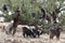 Goats eating Argan Nuts in Morocco