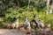 Goats eating green leaves from a bush