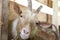 Goats eating hay on the farm