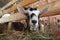 Goats eating hay on the farm