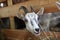 Goats eating hay on the farm