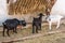 Goats in enclosure on village farm