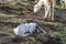 Goats in Ethiopia near the Blue Nile falls, Tis-Isat Falls in Ethiopia, Africa