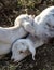 Goats in Ethiopia near the Blue Nile falls, Tis-Isat Falls in Ethiopia, Africa