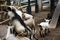 Goats family in cage waiting thai people and foreign travelers travel visit and feeding food at safari and zoo in Nakhon Pathom ,